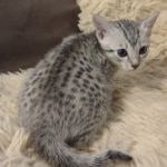 Mau-silver-male-kitten-a