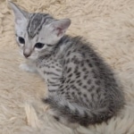 Mau-silver-male-kitten-b