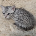 Mau-silver-male-kitten-c