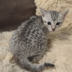 Mau-silver-male-kitten