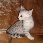 Mau, Silver, Male, DOB 6-5-20