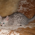 Mau, Silver, Male, DOB 6-5-20