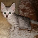 Mau, Silver, Male, DOB 6-5-20