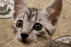 Egyptian Mau silver Male DOB 6-7-22