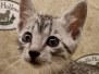 Egyptian Mau silver Male DOB 6-7-22