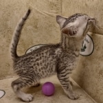 Mau silver Male DOB 6-7-22