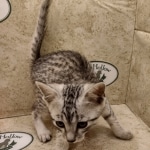 Mau silver Male DOB 6-7-22