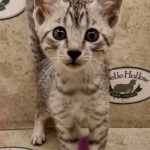 Mau silver Male DOB 6-7-22