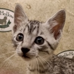 Mau silver Male DOB 6-7-22