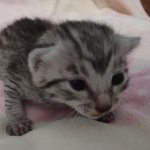 Mau silver Male DOB 6-7-22