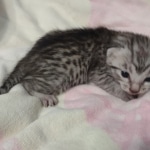 Mau silver Male DOB 6-7-22