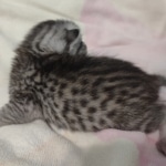 Mau silver Male DOB 6-7-22