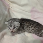 Mau silver Male DOB 6-7-22