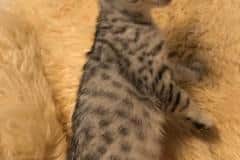 Micah, Egyptian Mau, Silver Male DOB  5/7/19