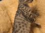 Micah, Egyptian Mau, Silver Male DOB  5/7/19