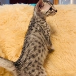Mau, silver, Male DOB 5-7-19