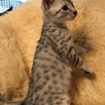 Mau, silver Male 5-7-19