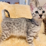 Mau, silver, Male, 5-7-19