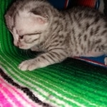 Mau, silver, Male, 5-7-19
