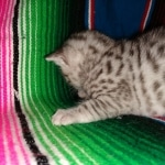 Mau, silver, Male, 5-7-19