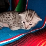 Mau, silver, Male, 5-7-19