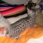 Mau, silver, Male, 5-7-19
