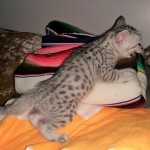 Mau, silver, Male, 5-7-19