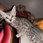 Mau, silver, Male, 5-7-19