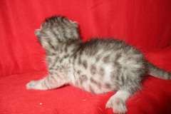 Osiris Manu, Egyptian Mau, Silver, Male, DOB 7-26-17