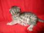 Osiris Manu, Egyptian Mau, Silver, Male, DOB 7-26-17