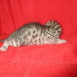 Mau, Silver, Male, DOB 7-26-17