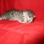 Mau, Silver, Male, DOB 7-26-17