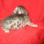 Mau, Silver, Male, DOB 7-26-17