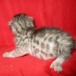 Mau, Silver, Male, DOB 7-26-17