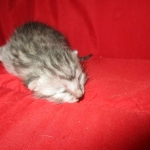 Mau, Silver, Male, DOB 7-26-17