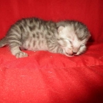 Mau, Silver, Male, DOB 7-26-17