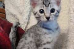 Mimu Egyptian Mau silver male DOB 8-10-21