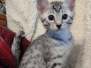 Mimu Egyptian Mau silver male DOB 8-10-21