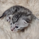 Mau silver Male kitten DOB 8/10/21