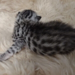 Mau silver Male kitten DOB 8/10/21