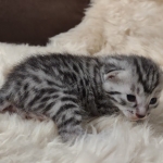 Mau silver Male kitten DOB 8/10/21