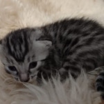 Mau silver Male kitten DOB 8/10/21