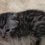 Mau silver Male kitten DOB 8/10/21
