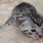 Mau silver Male kitten DOB 8/10/21