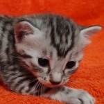 Mau silver Male kitten DOB 8/10/21