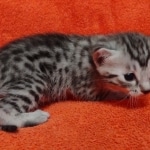 Mau silver Male kitten DOB 8/10/21