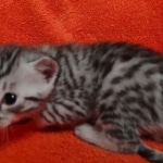 Mau silver Male kitten DOB 8/10/21