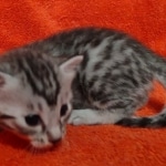 Mau silver Male kitten DOB 8/10/21