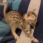 Mau silver Male kitten DOB 8/10/21