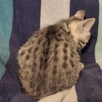 Mau silver Male kitten DOB 8/10/21